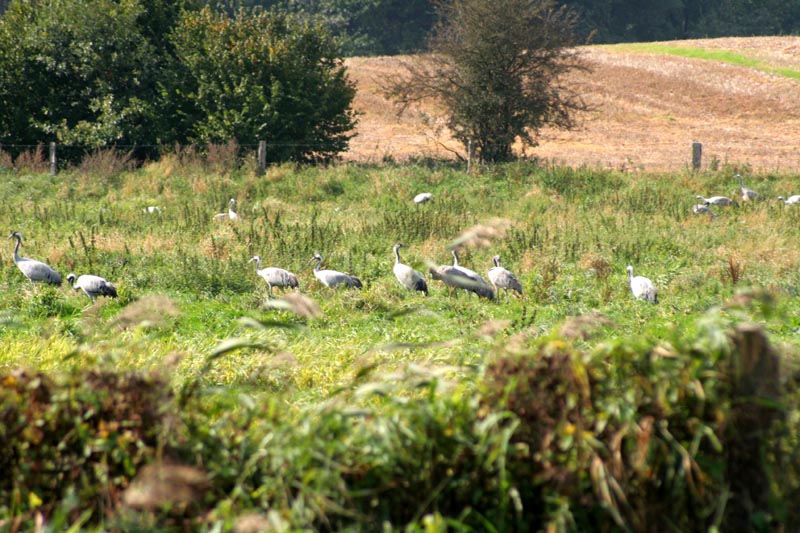 Kraniche in Mecklenburg - Kranich (lat. Grus grus)